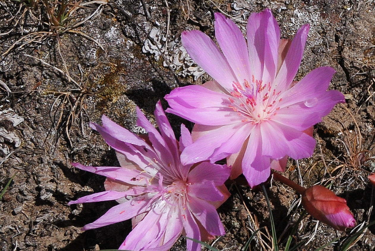 Native flora
